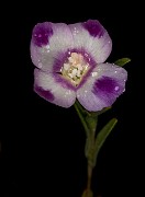 Clarkia amoena - Farewell to Spring 17-8124